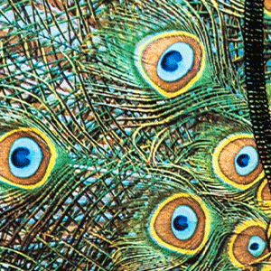 Close-up of men's Cinch underwear with a picture of a peacock, specifically looking at the feathers