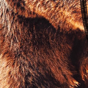 Close-up of men's Cinch underwear with an image of a grizzly bear on the front