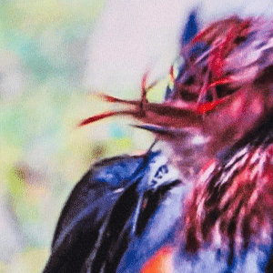 Close-up of men's Cinch underwear featuring a picture of a rooster